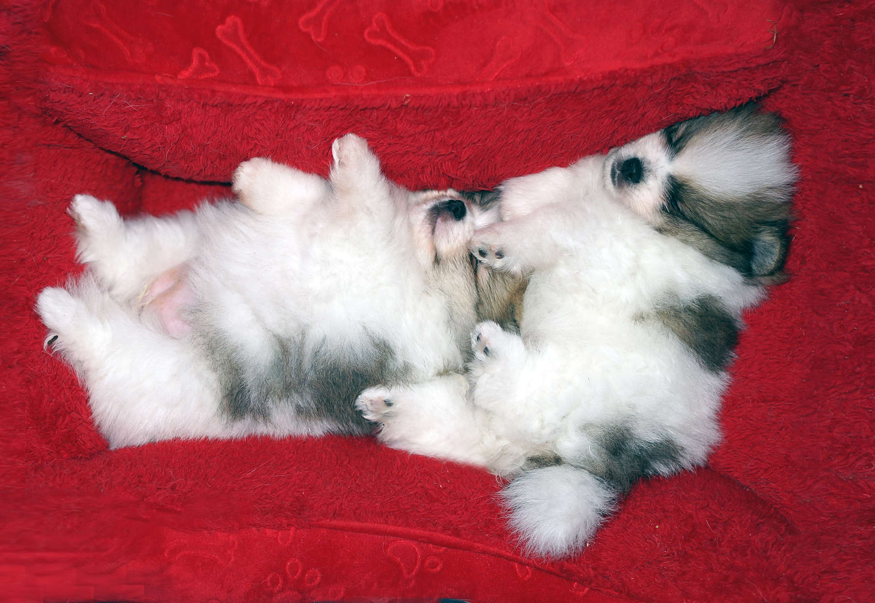 Litters
