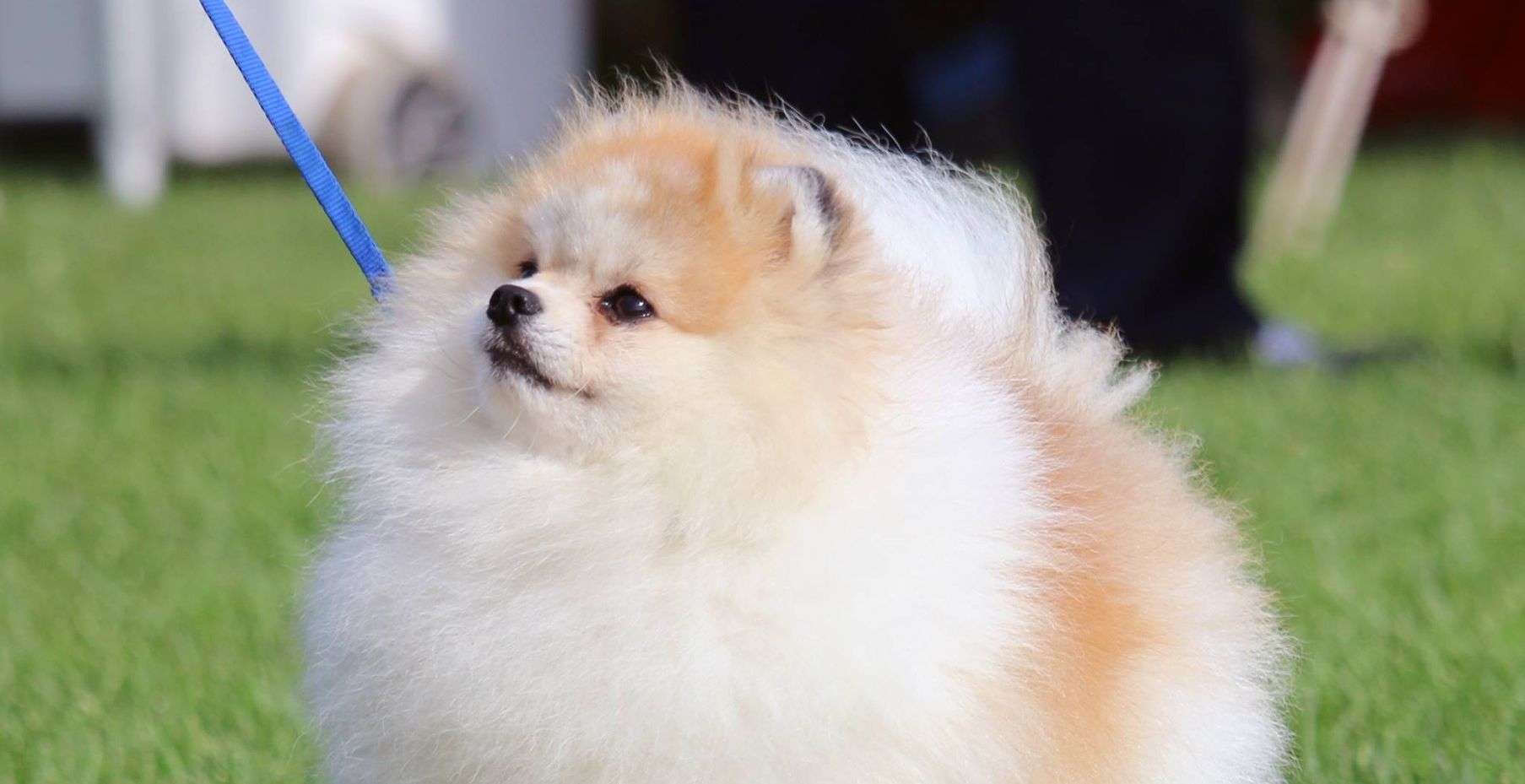 Pomeranians