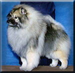 Am. Can. Ch Owenbriar's Keesbrook Casanova 