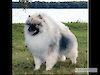 Can Ch. Keesbrook's Marquis Diamond 