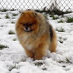 Can GCh/Am. Ch. Char's Believe In Magic 
