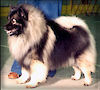 Can Ch. Keesbrook's Billigo Bingo