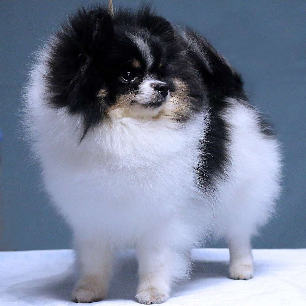 Fluke Pom’s Alena