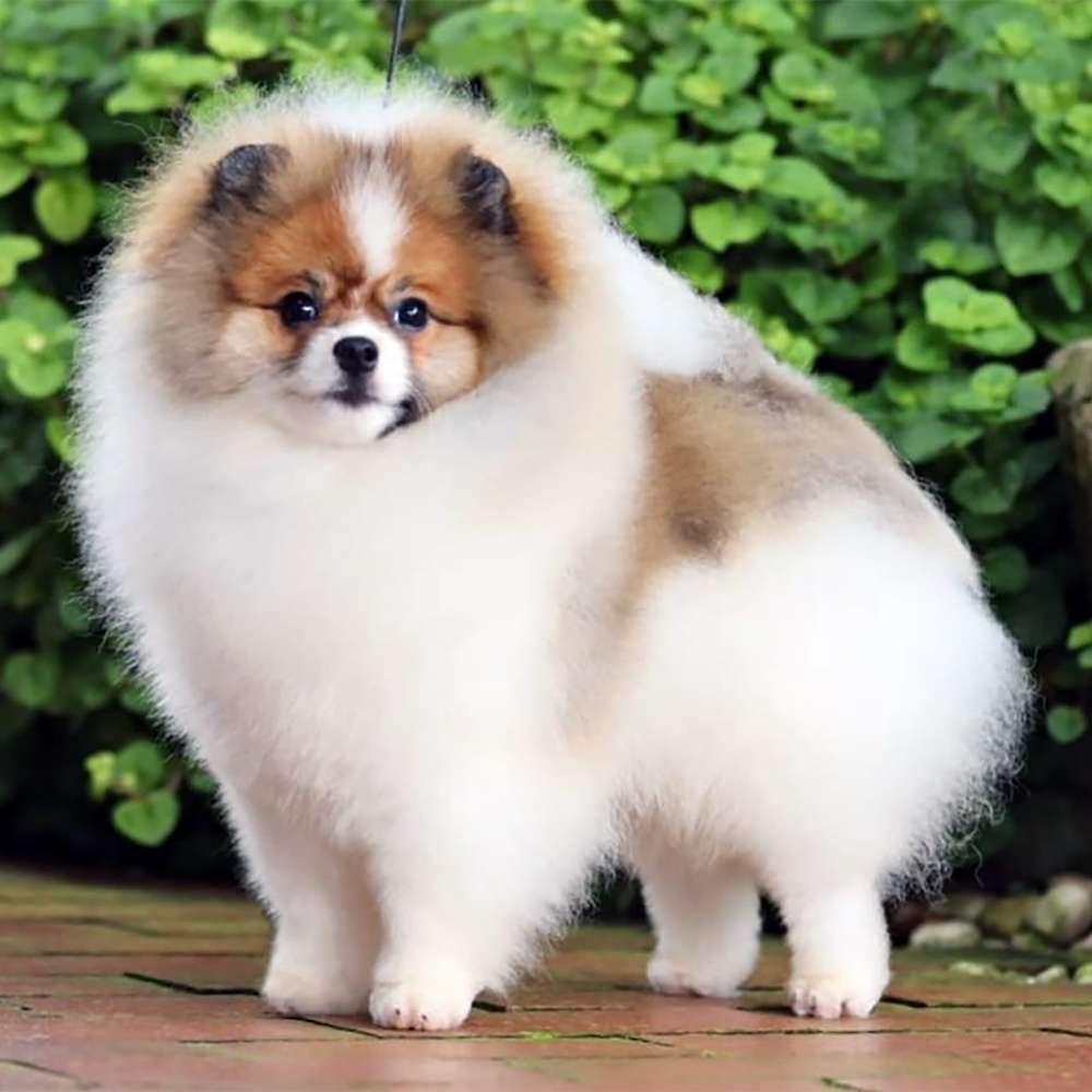 Fluke Pom’s Kari