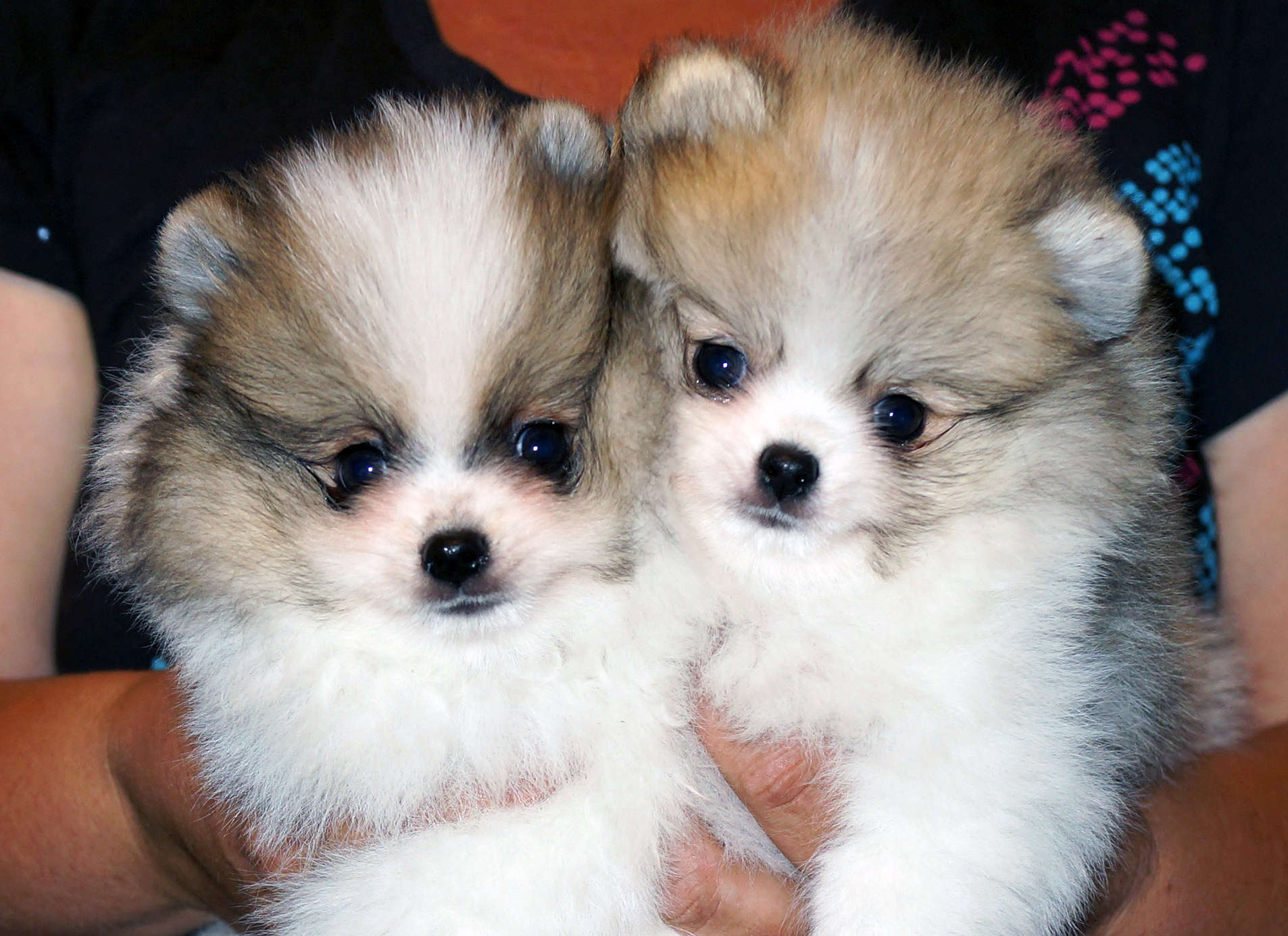 Puppies