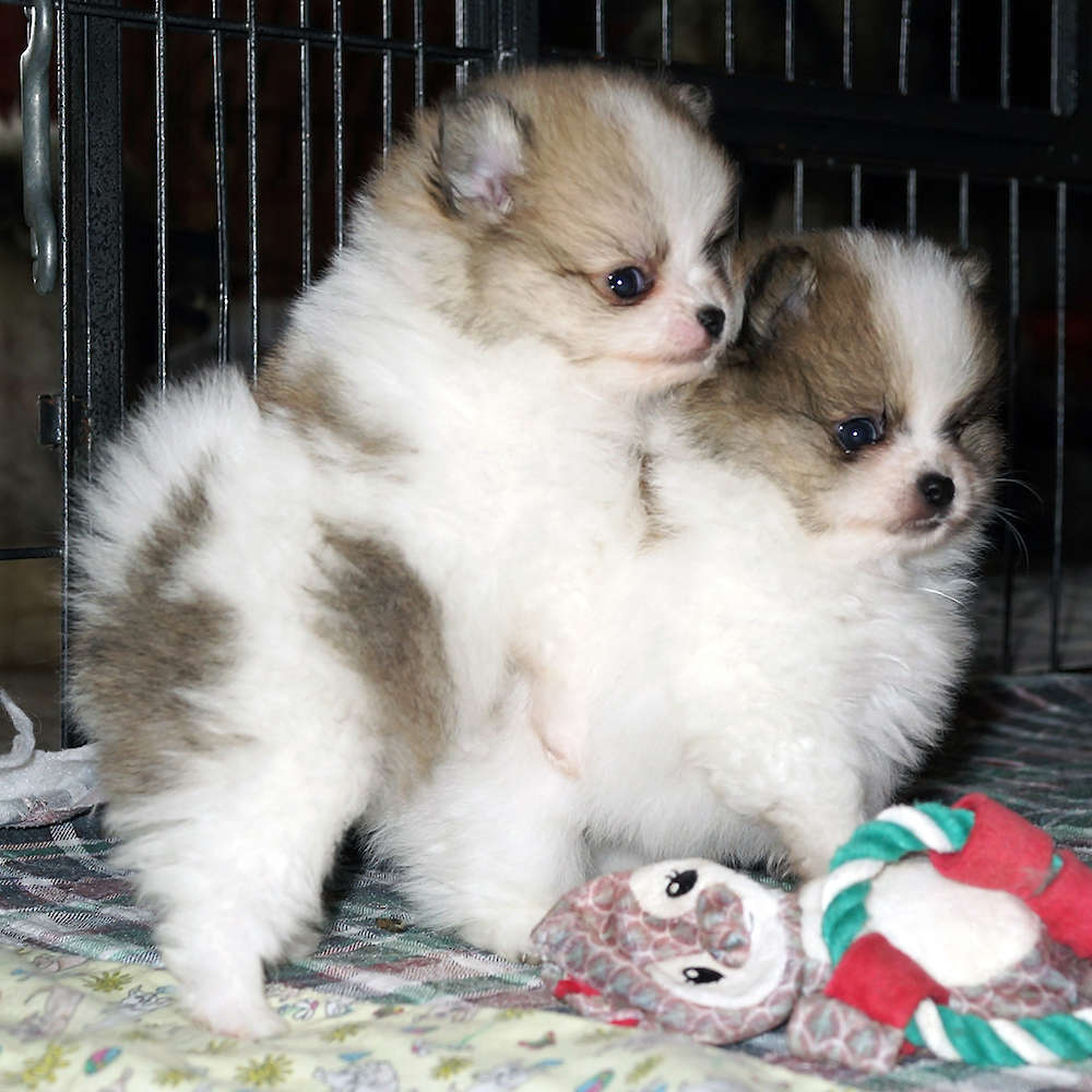 Puppies